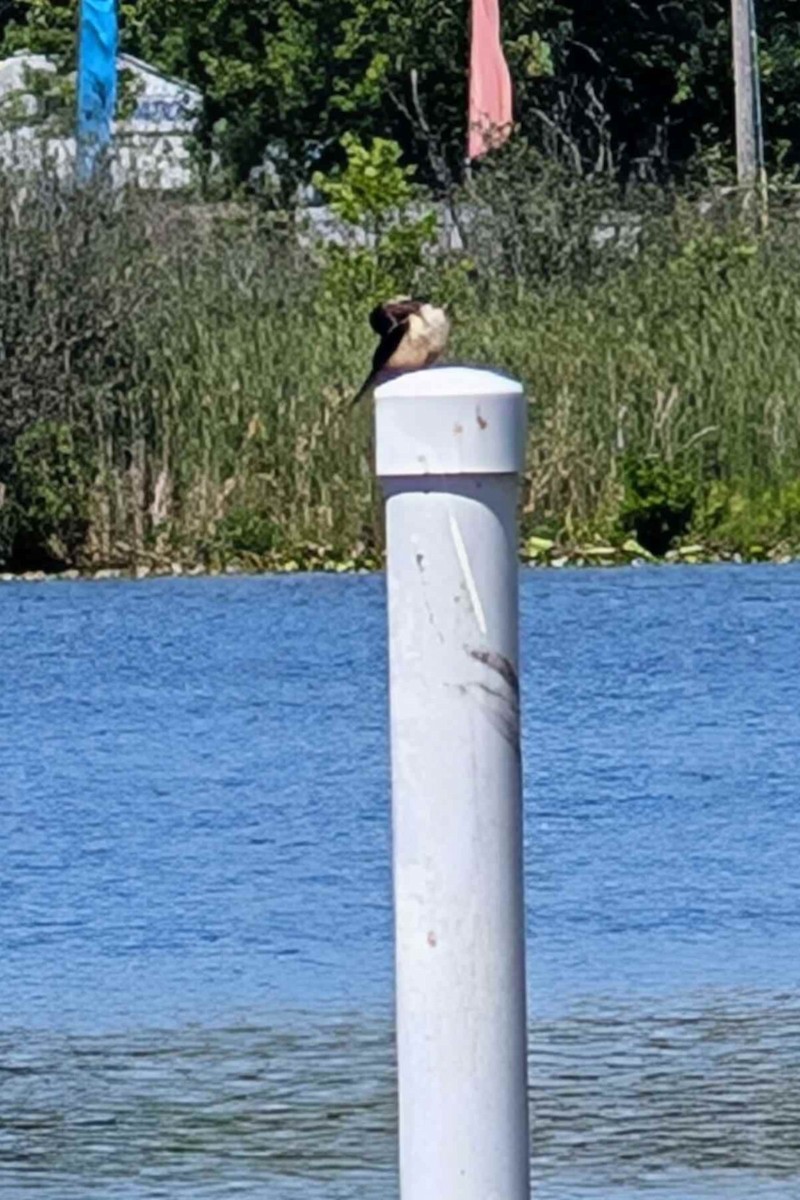 Bank Swallow - ML639508427