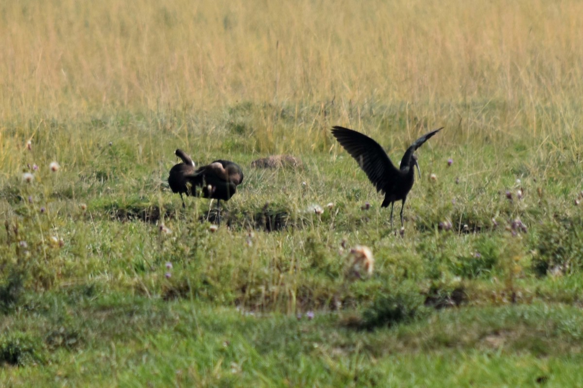 White-faced Ibis - ML639508443