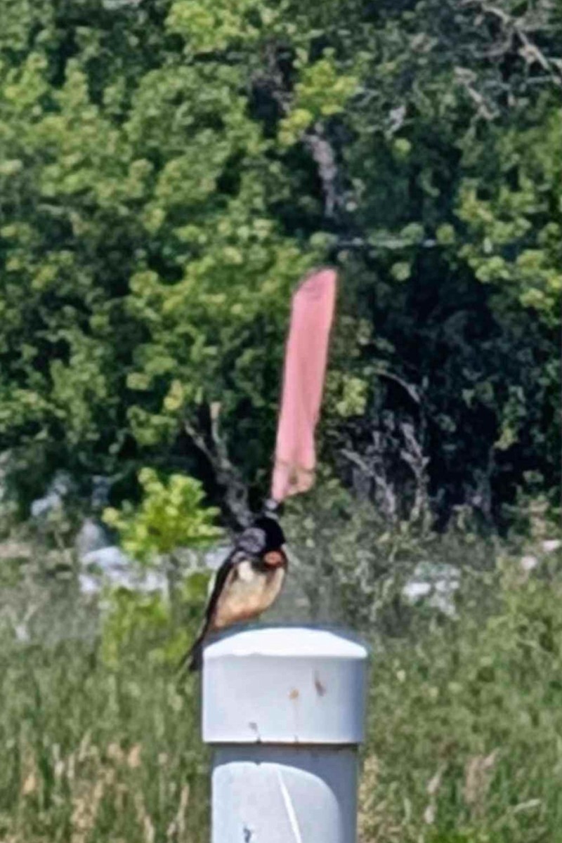 Bank Swallow - ML639508453