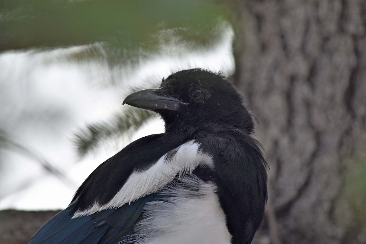 Black-billed Magpie - ML639508454