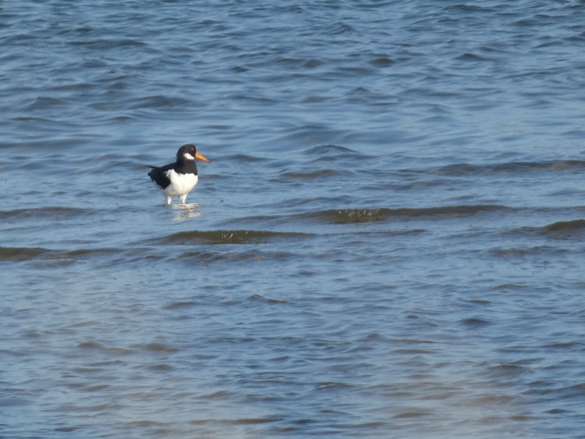 Eurasian Oystercatcher - ML639508491