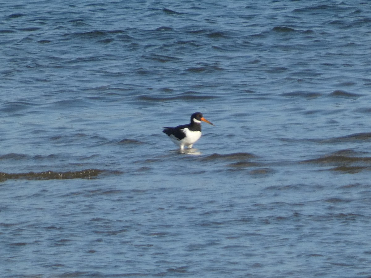 Eurasian Oystercatcher - ML639508492