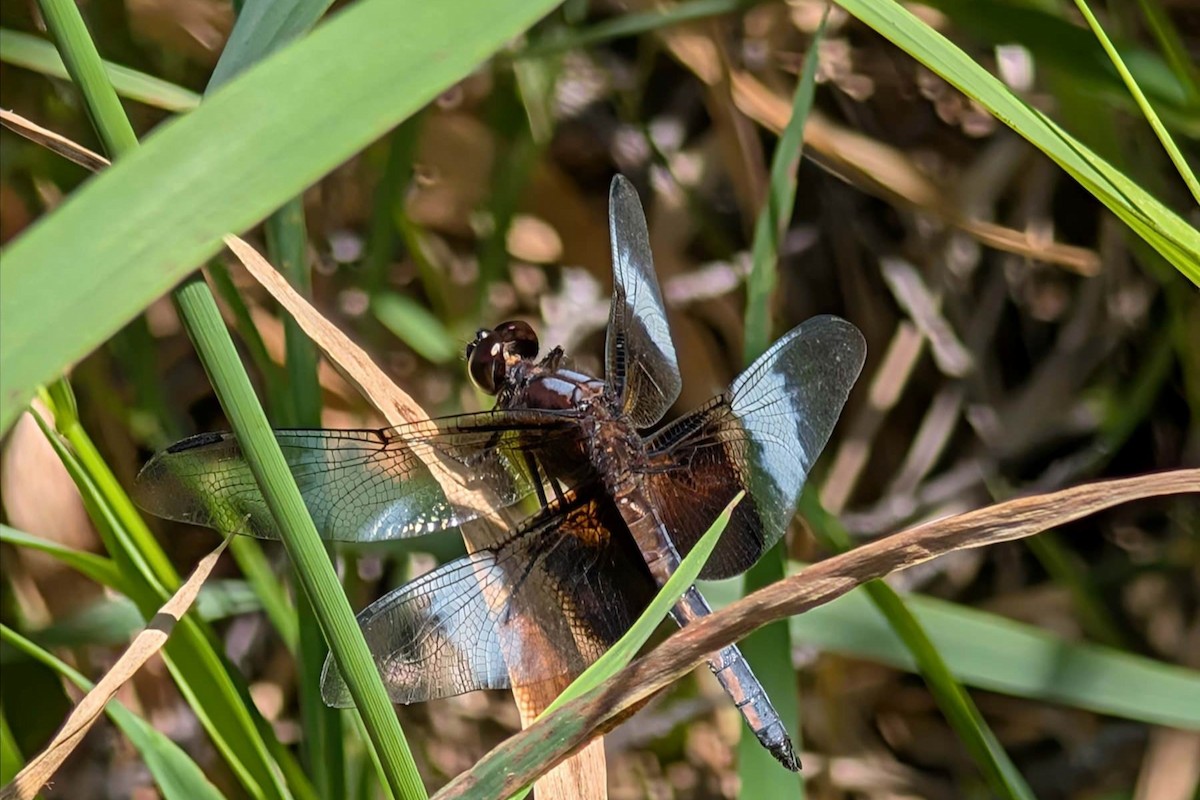 Animals - ML639508495