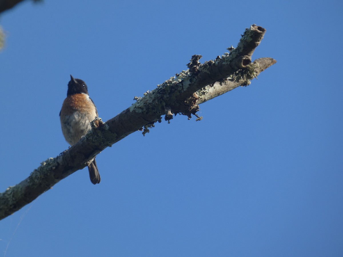 European Stonechat - ML639508508