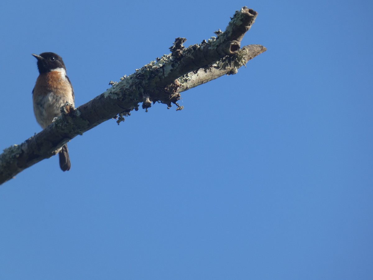 European Stonechat - ML639508509