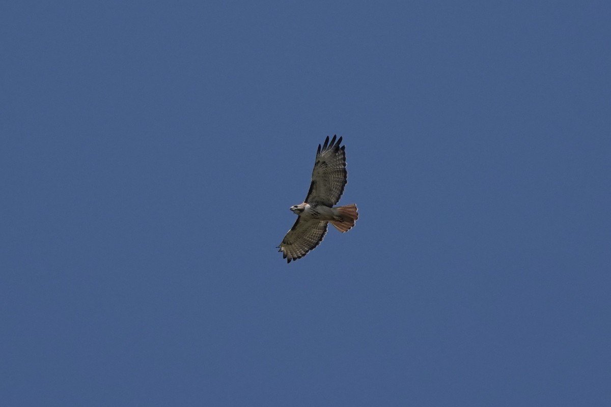 Red-tailed Hawk (borealis) - ML639508592