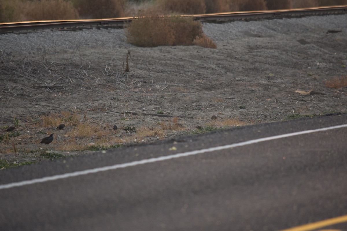 California Quail - ML639508638