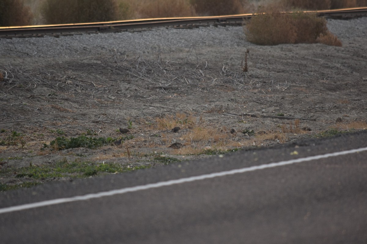 California Quail - ML639508639