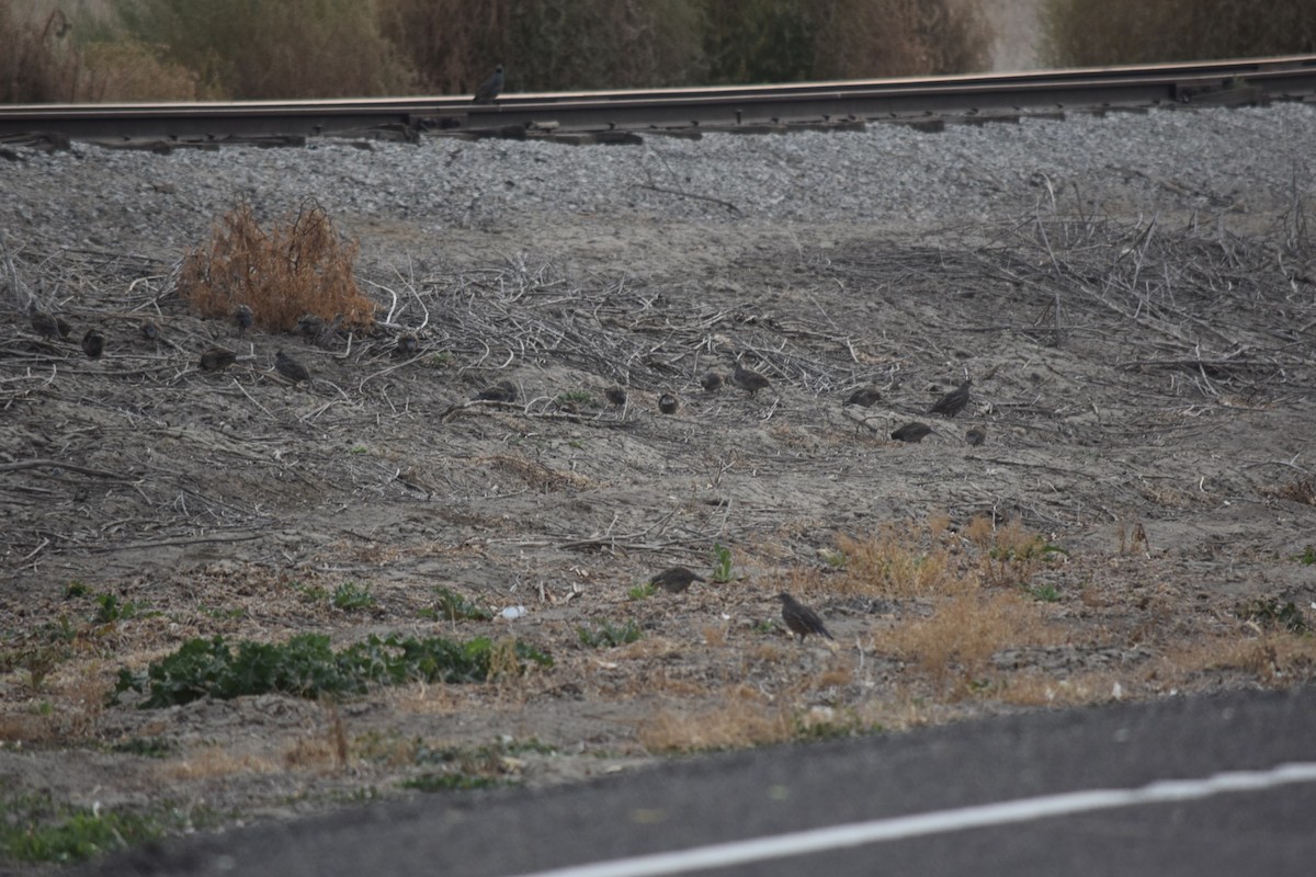 California Quail - ML639508640