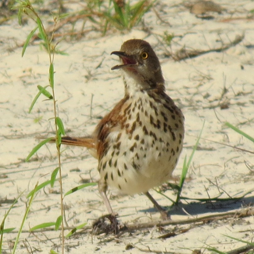 Brown Thrasher - ML639508646