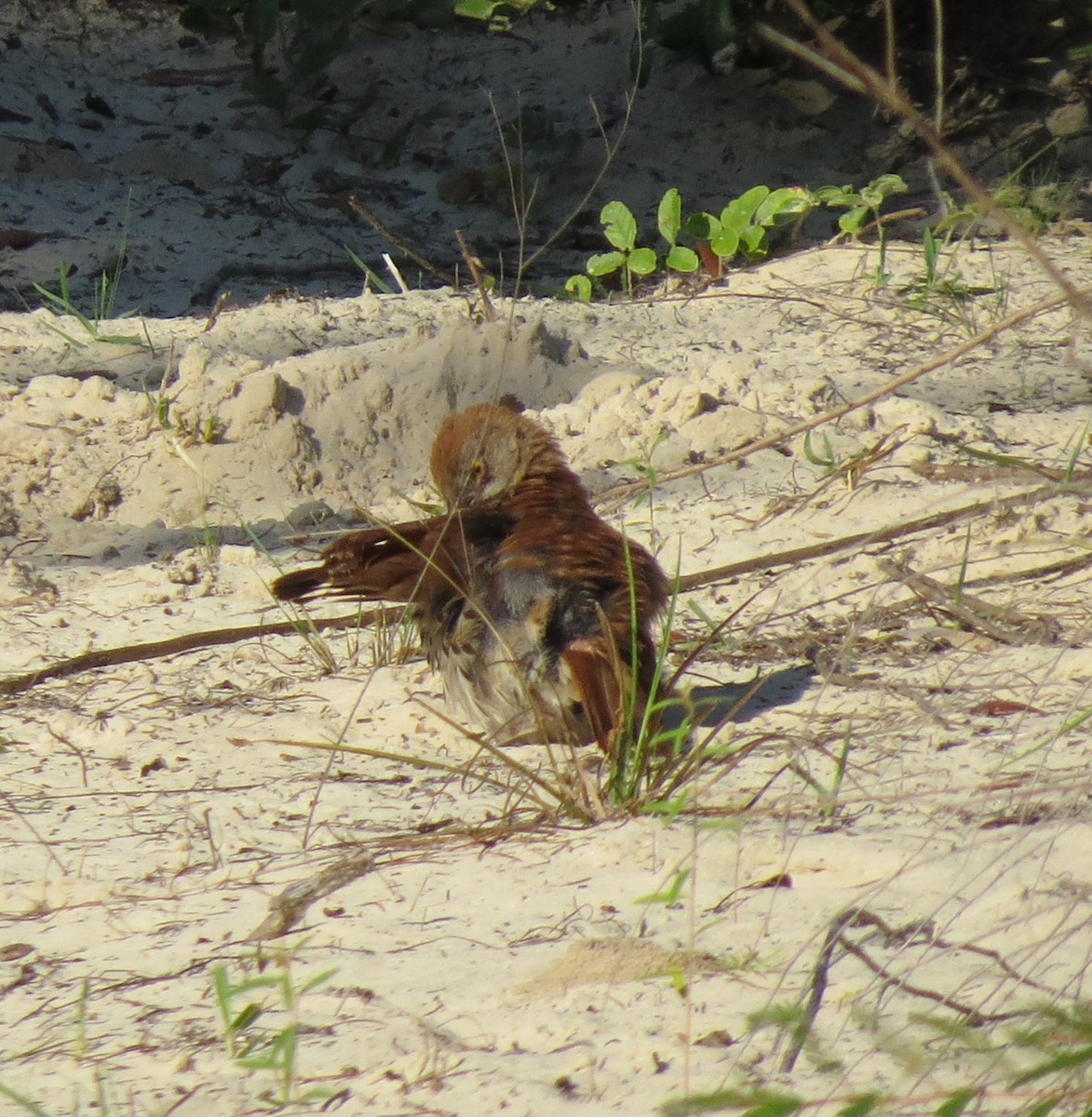 Brown Thrasher - ML639508647
