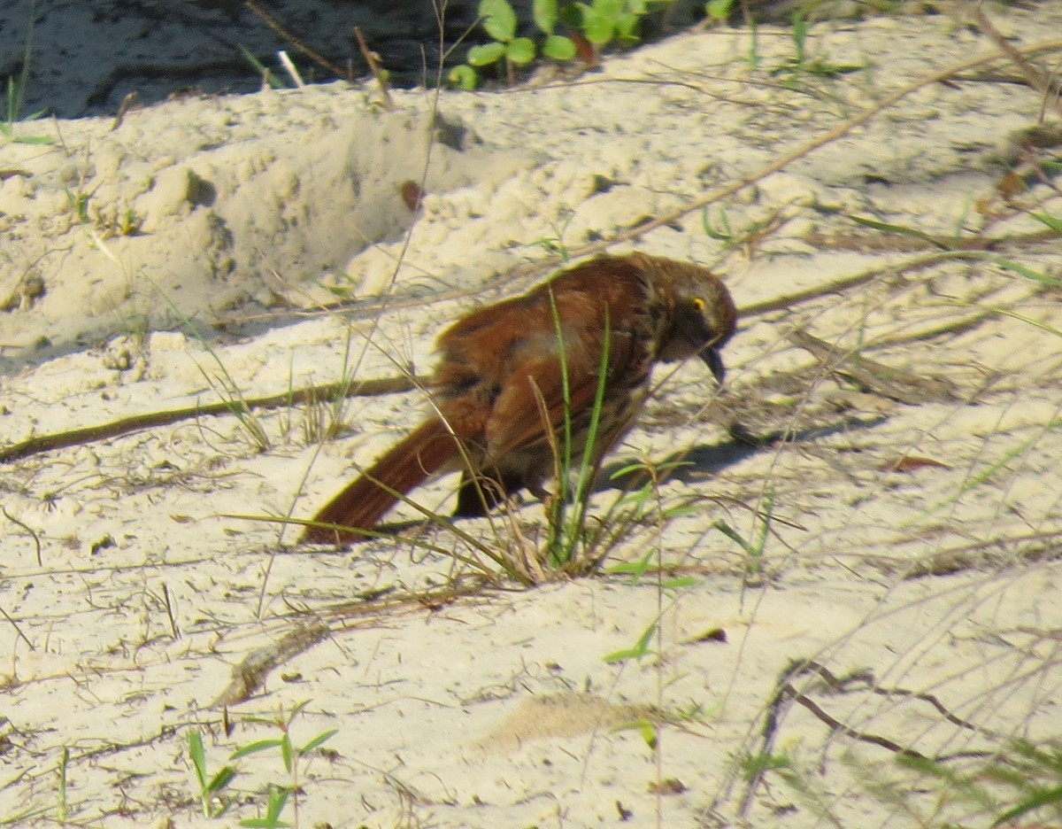 Brown Thrasher - ML639508648