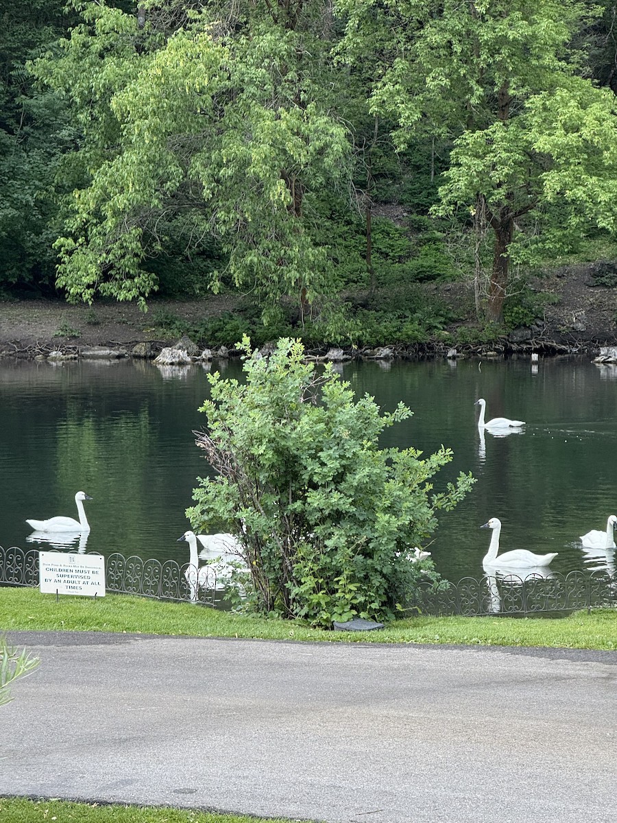 Tundra Swan (Whistling) - ML639508661