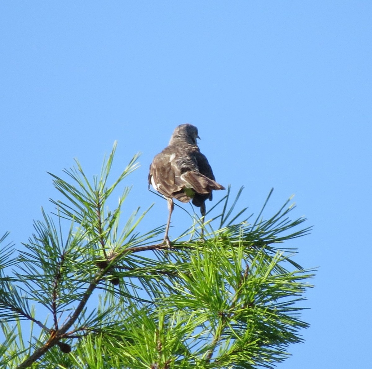 Northern Mockingbird - ML639508686
