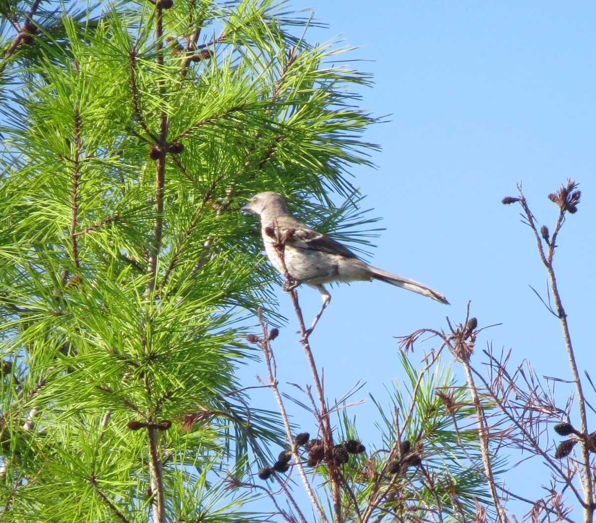 Northern Mockingbird - ML639508687
