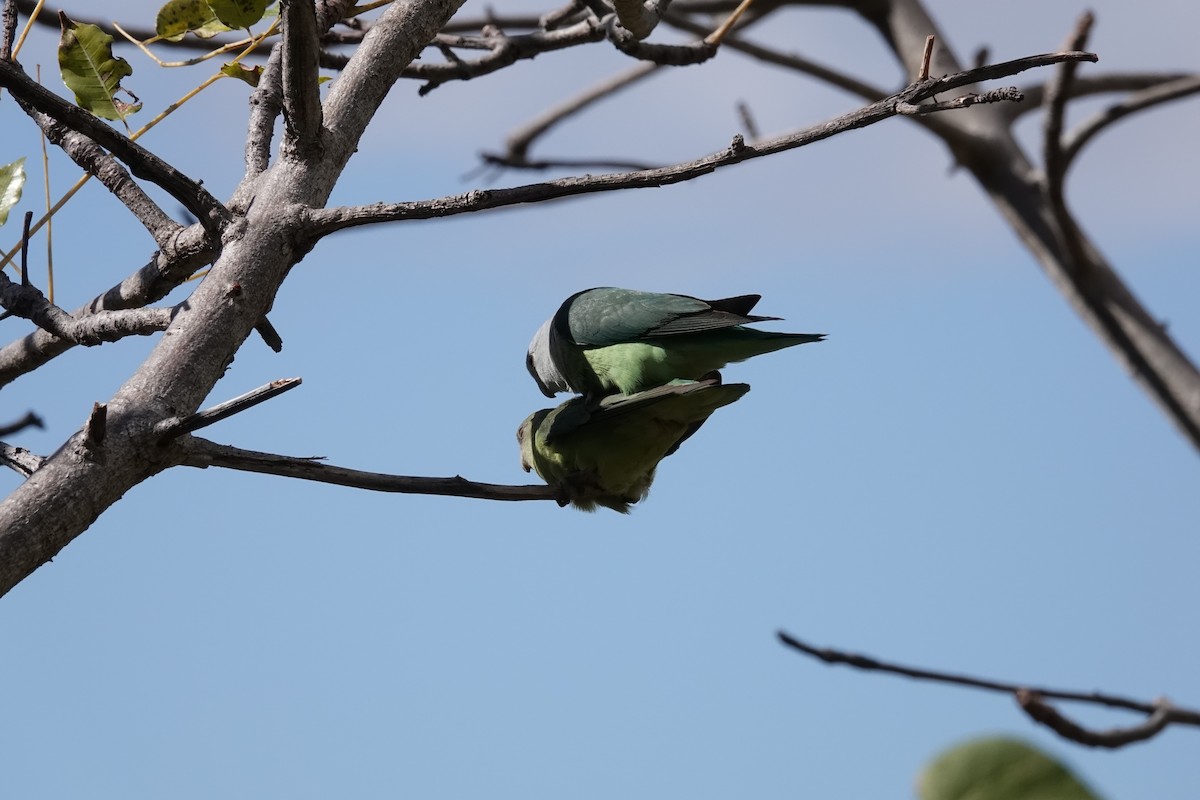 Gray-headed Lovebird - ML639508730