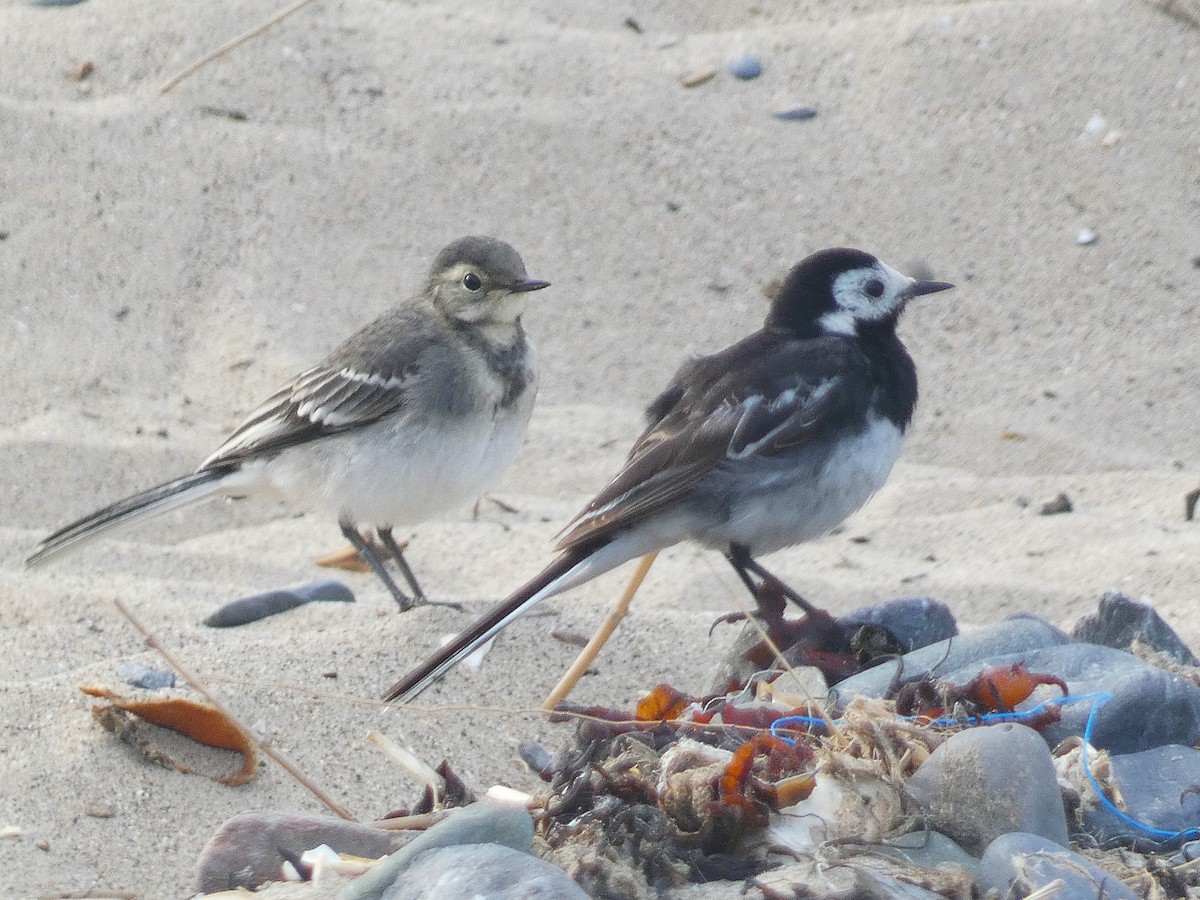 White Wagtail (British) - ML639508785