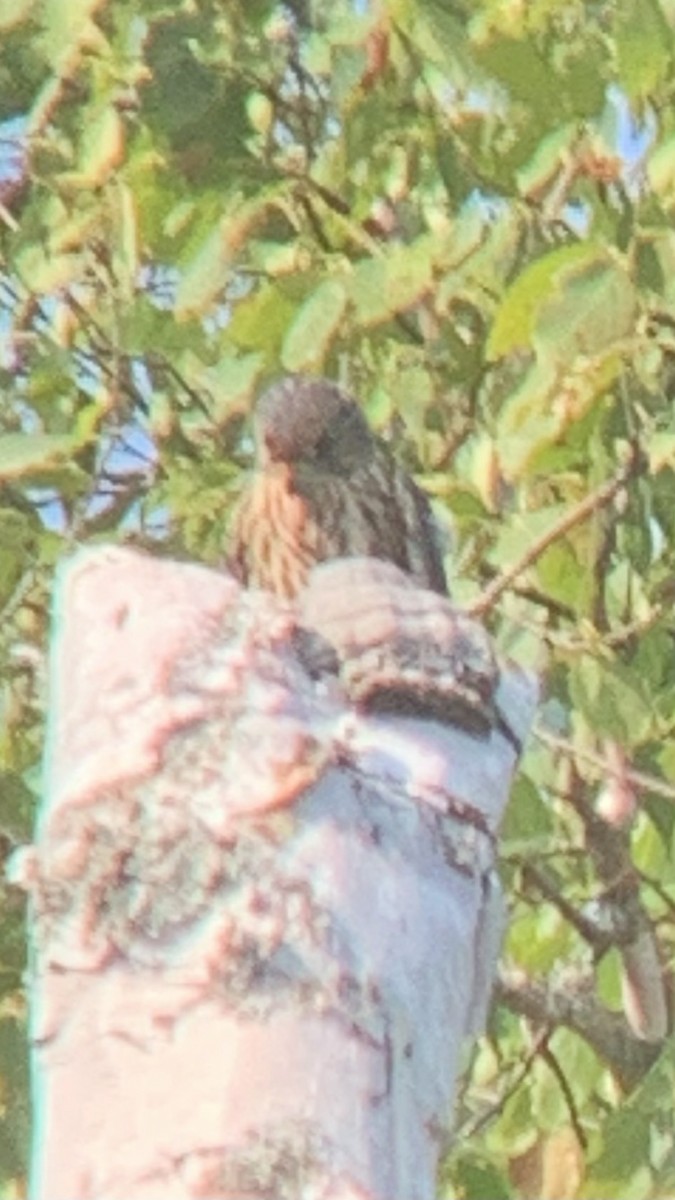 Merlin - ML639508848