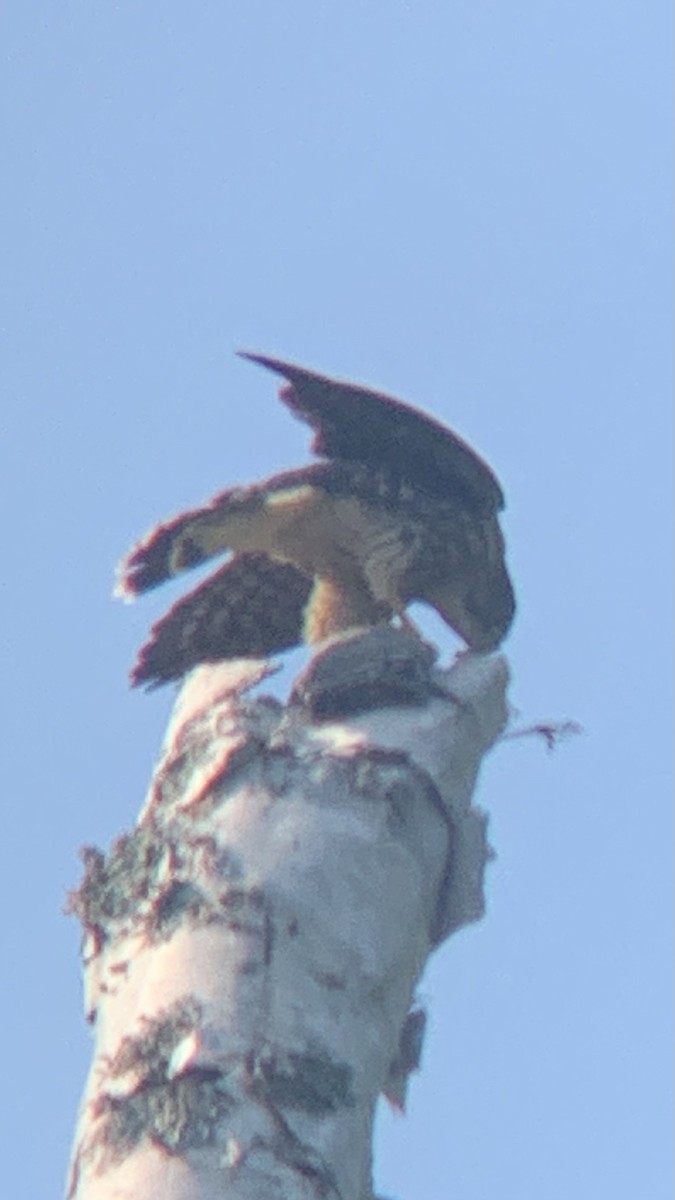 Merlin - ML639508849