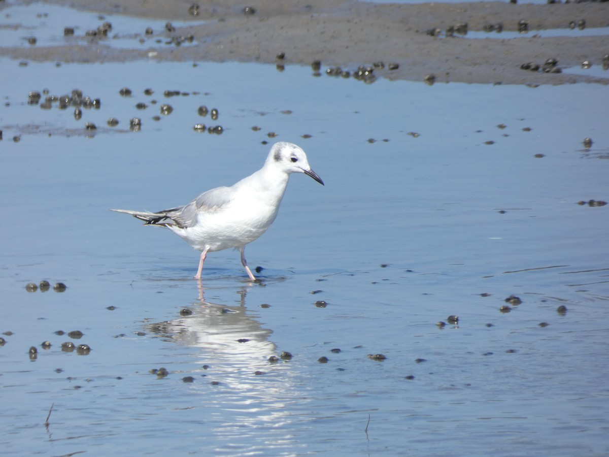 Bonaparte's Gull - ML639508896
