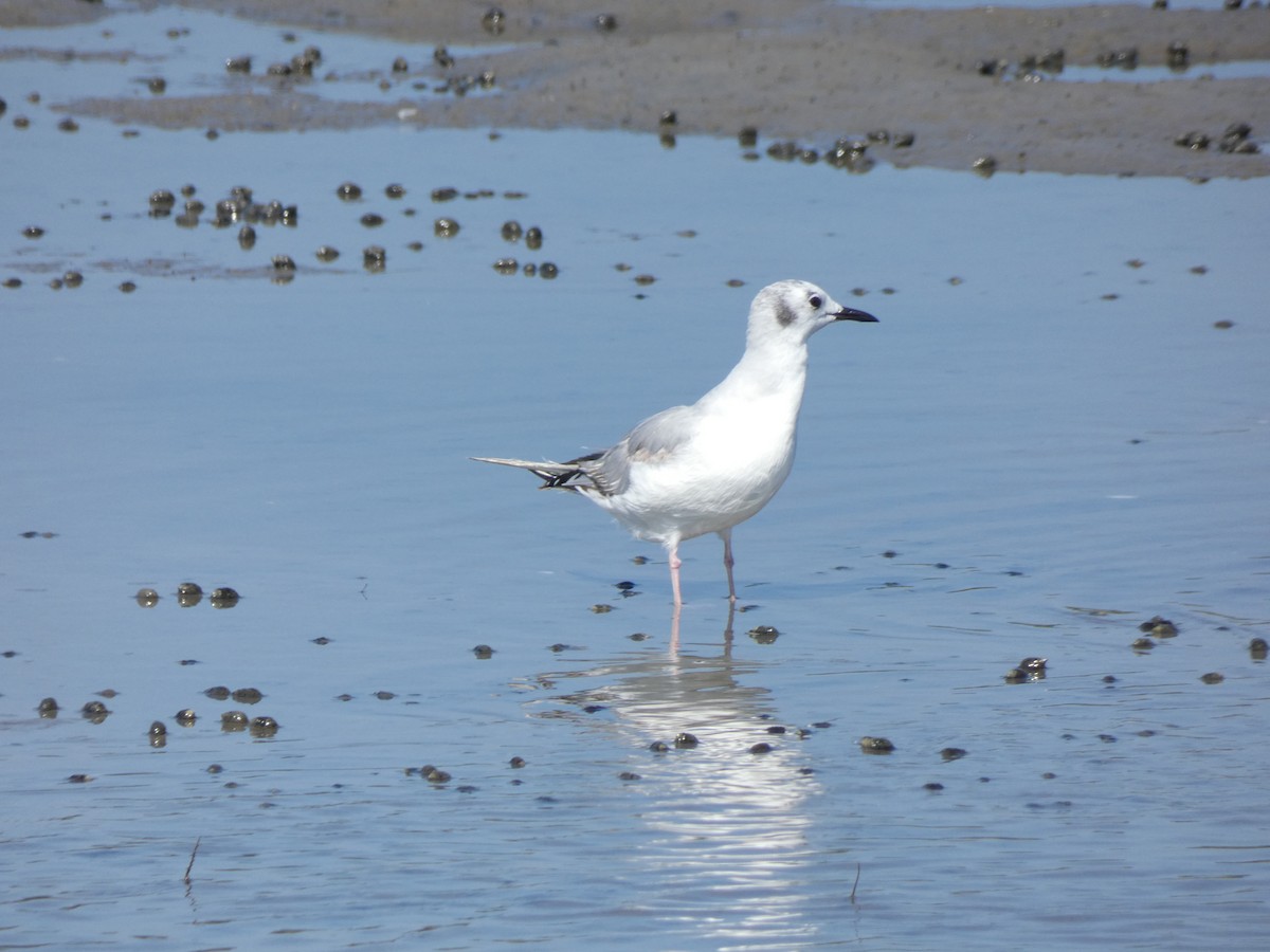 Bonaparte's Gull - ML639508913
