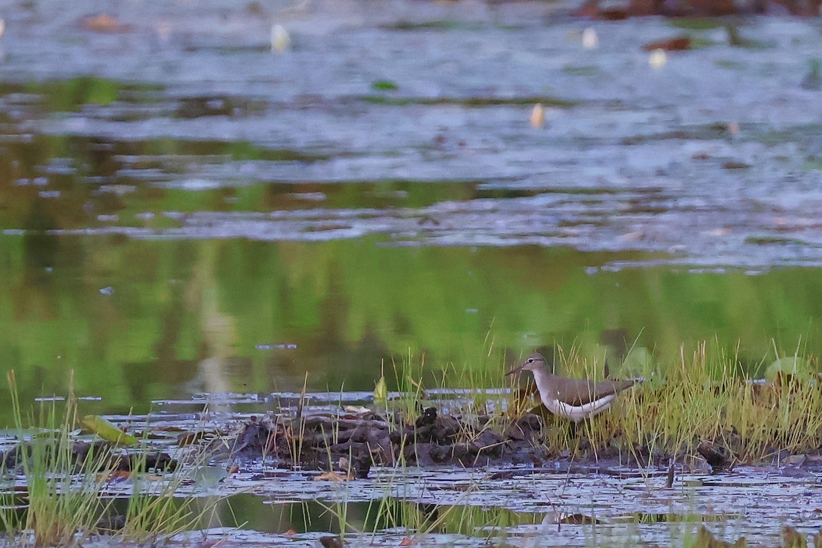Spotted Sandpiper - ML639509061