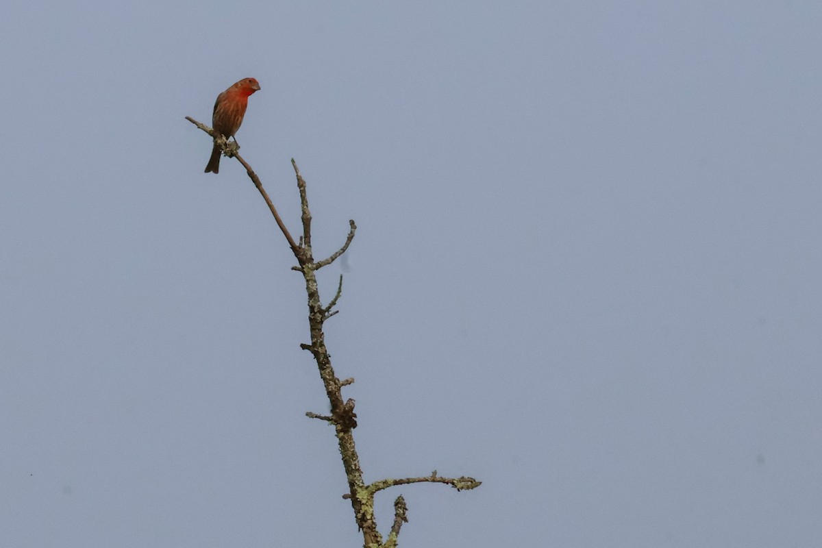 House Finch - ML639509080