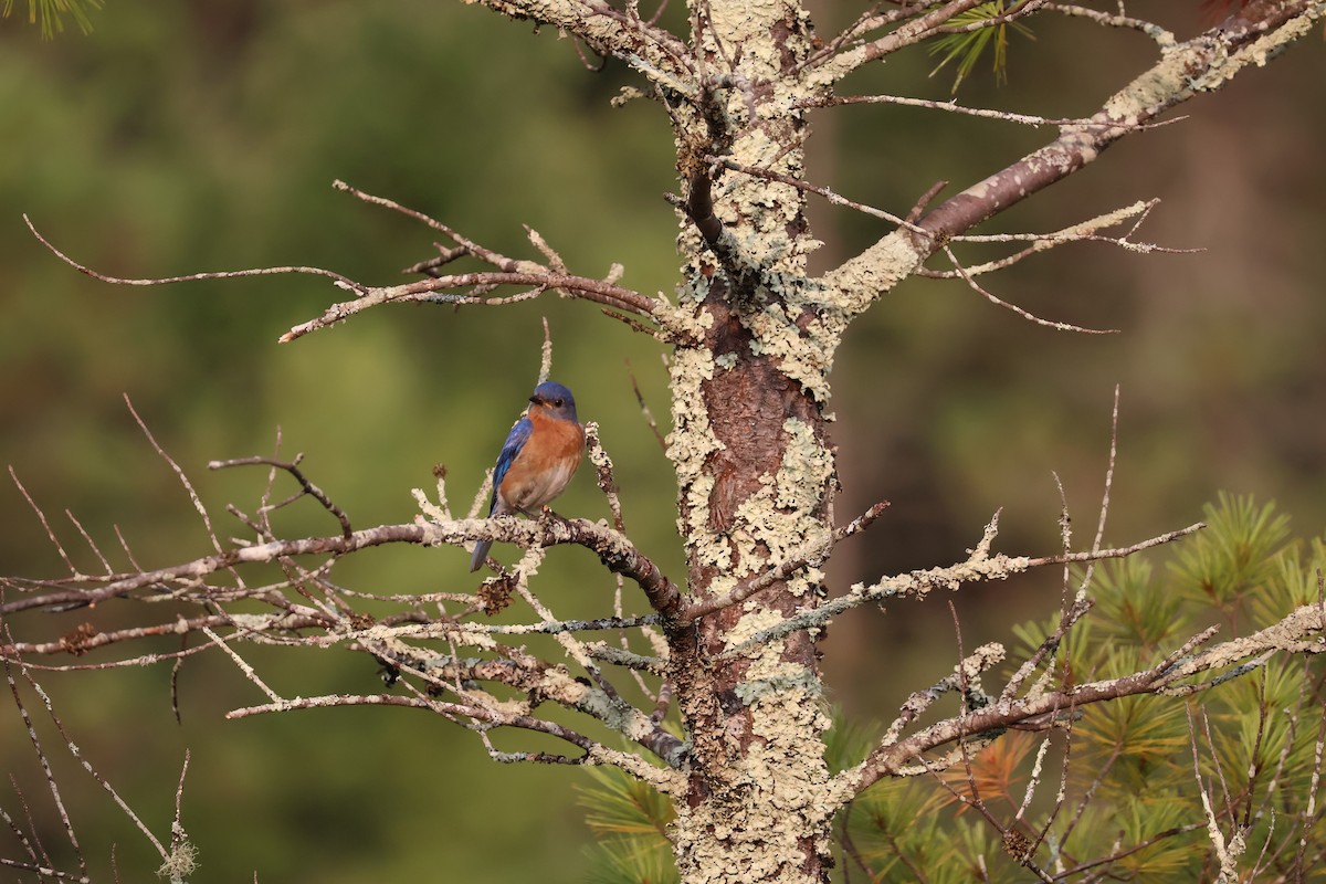 Eastern Bluebird - ML639509092