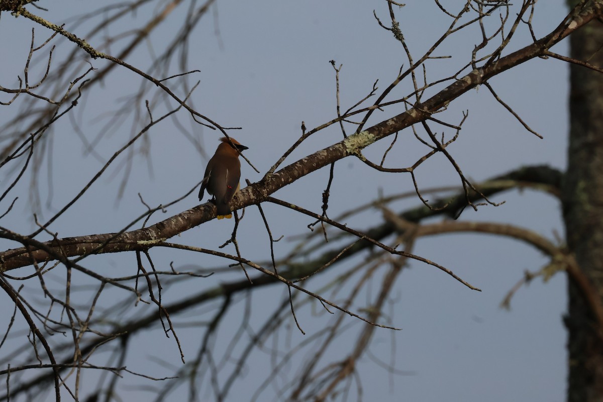 Cedar Waxwing - ML639509097