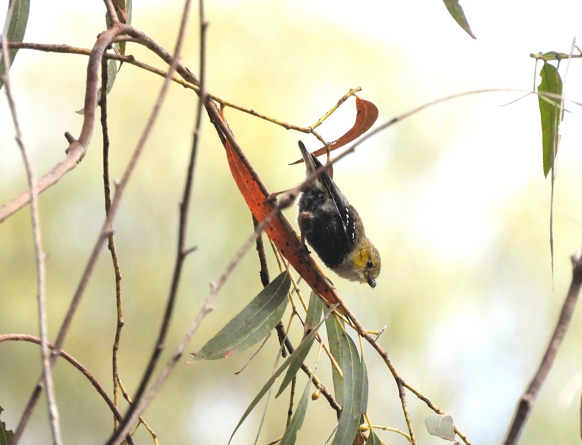 Forty-spotted Pardalote - ML639509103