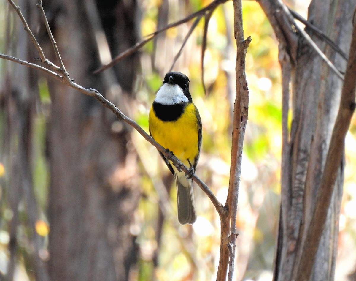 Golden Whistler (Eastern) - ML639509113