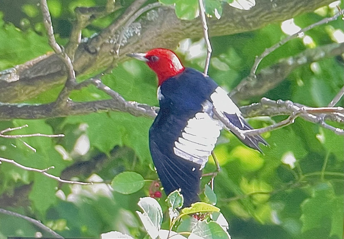 Rotkopfspecht - ML639509115