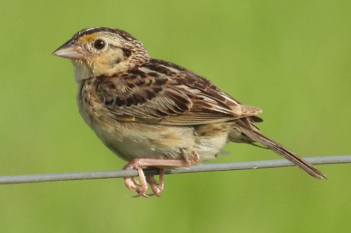 Grasshopper Sparrow - ML639509124