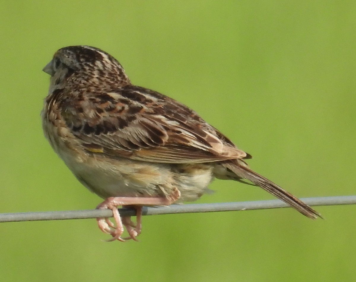 Grasshopper Sparrow - ML639509126