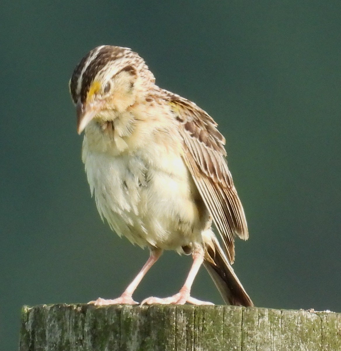 Grasshopper Sparrow - ML639509127
