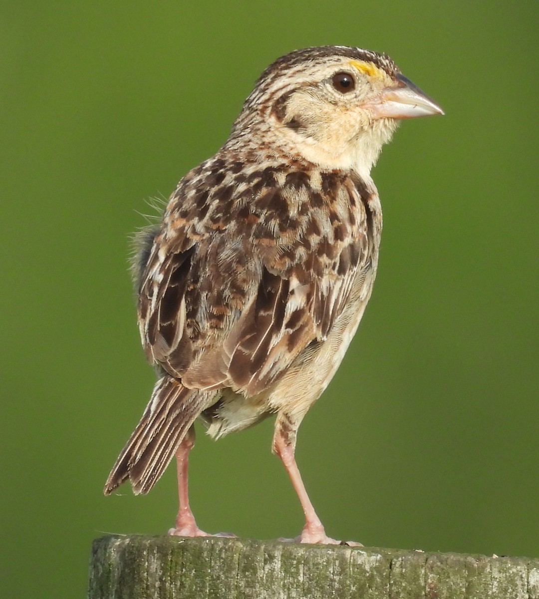 Grasshopper Sparrow - ML639509128