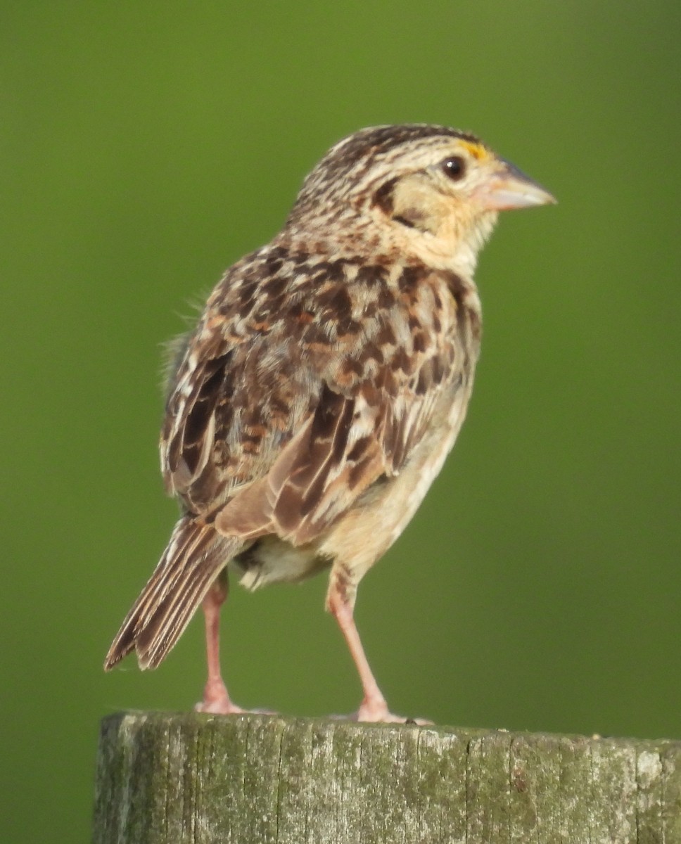 Grasshopper Sparrow - ML639509129