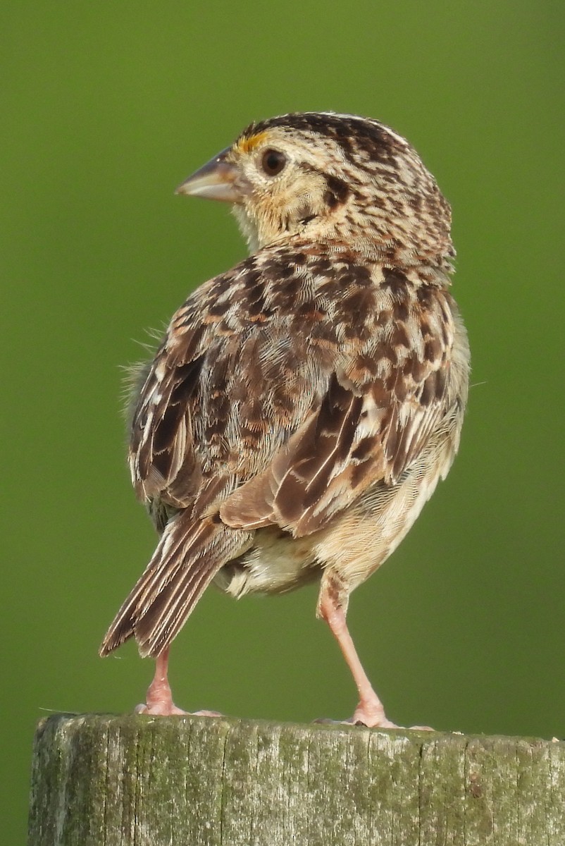 Grasshopper Sparrow - ML639509130