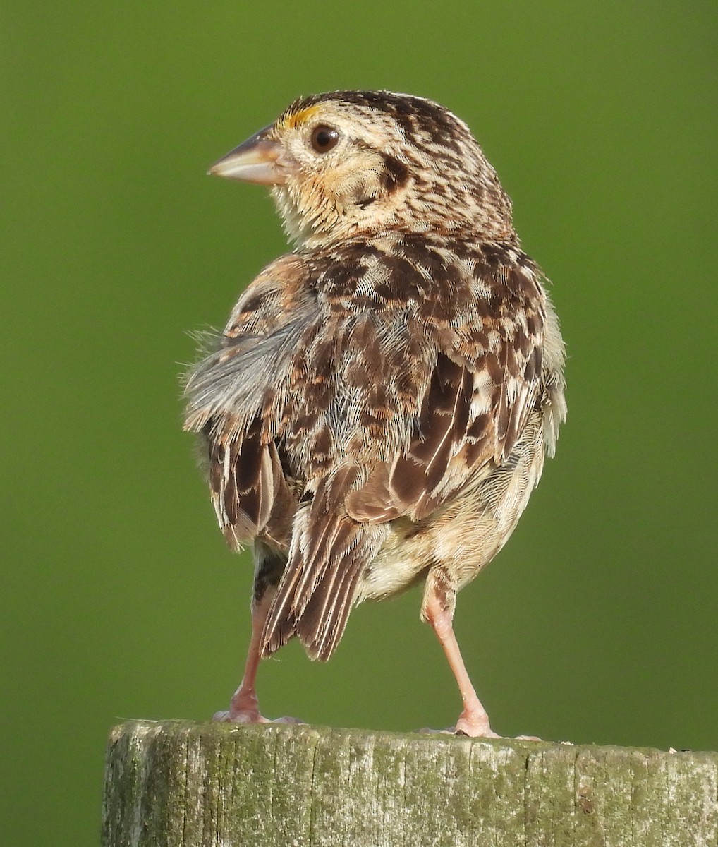 Grasshopper Sparrow - ML639509131