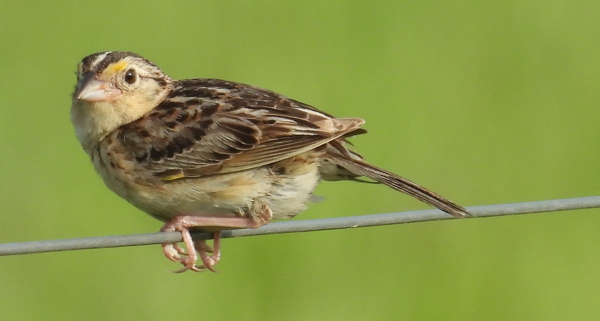 Grasshopper Sparrow - ML639509132