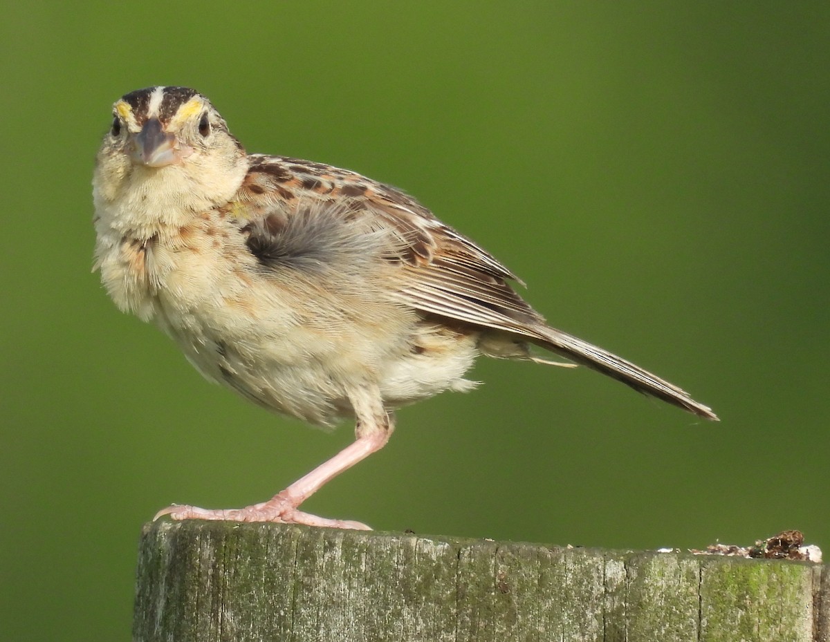 Grasshopper Sparrow - ML639509134