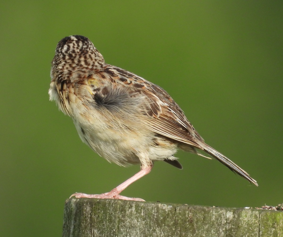 Grasshopper Sparrow - ML639509135