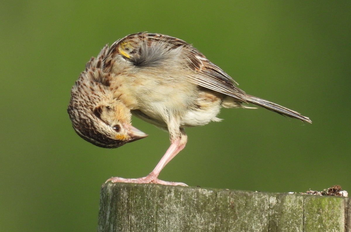 Grasshopper Sparrow - ML639509136