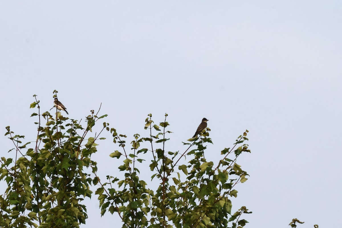 Eastern Kingbird - ML639509146