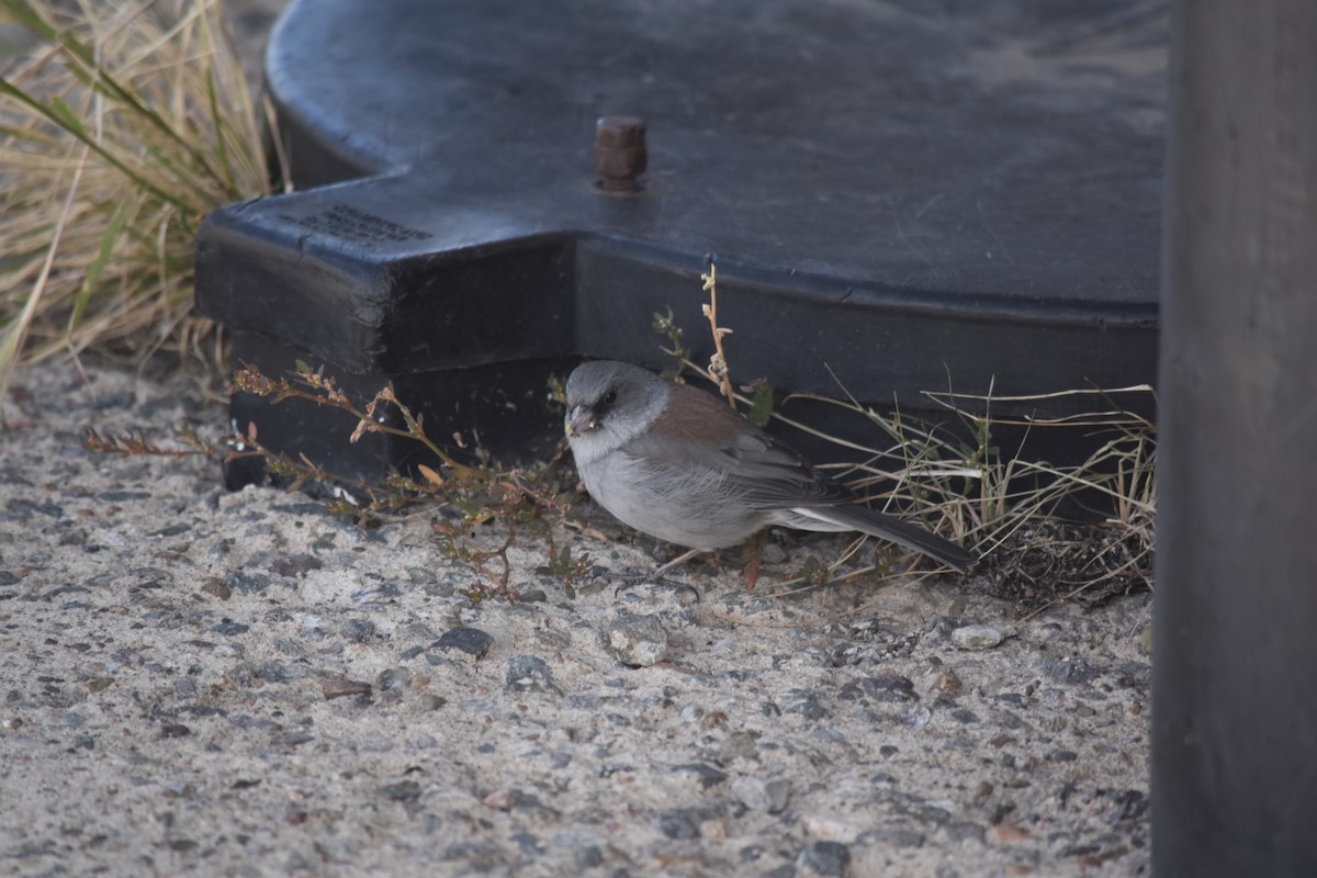 Dark-eyed Junco - ML639509210