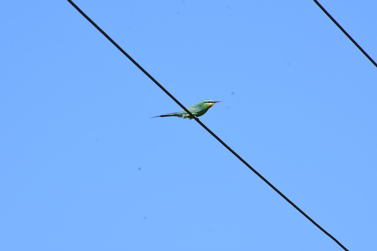 Blue-cheeked Bee-eater - ML639509398