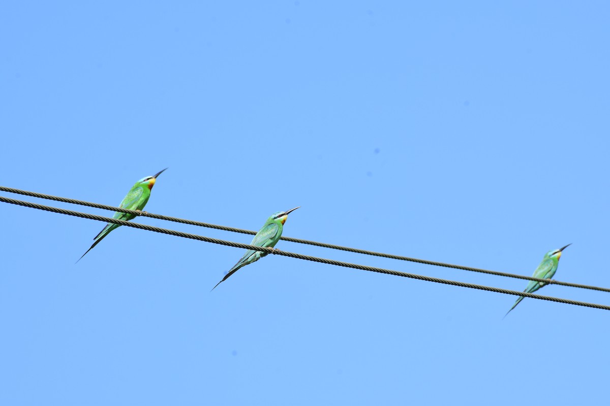 Blue-cheeked Bee-eater - ML639509399