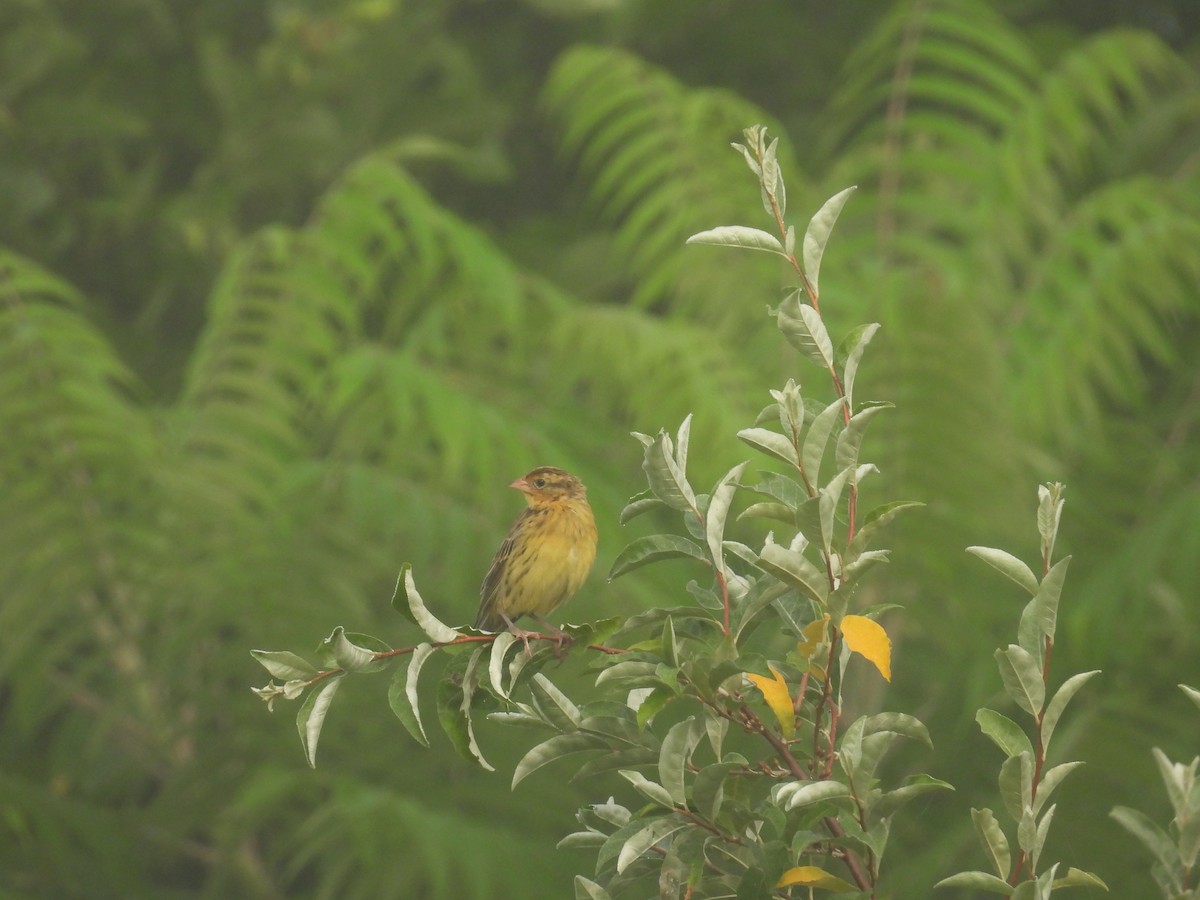 Bobolink - ML639509478