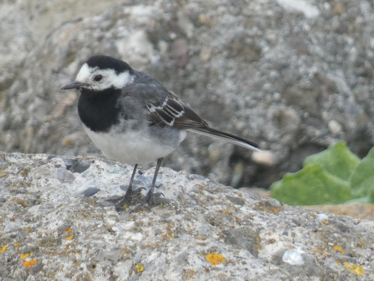 White Wagtail (British) - ML639509581