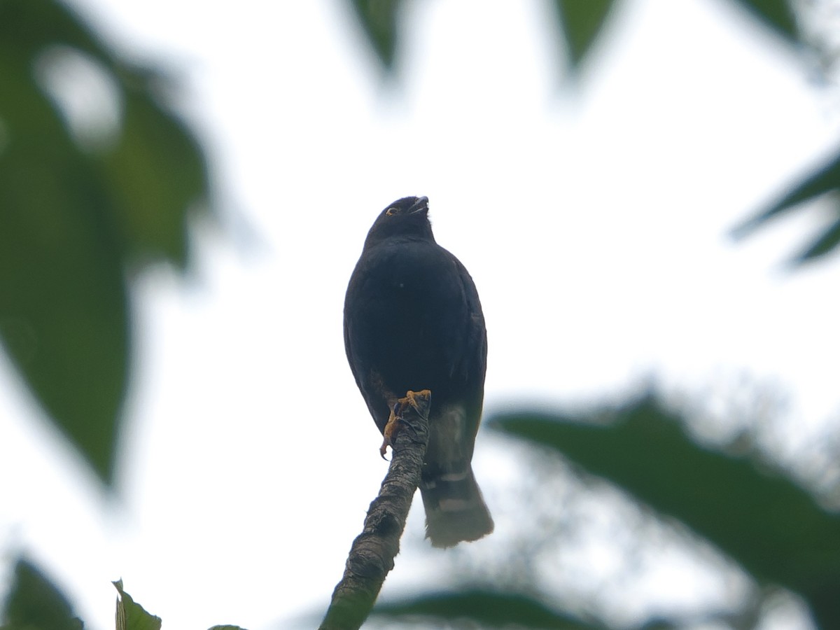 White-rumped Hawk - ML639509602